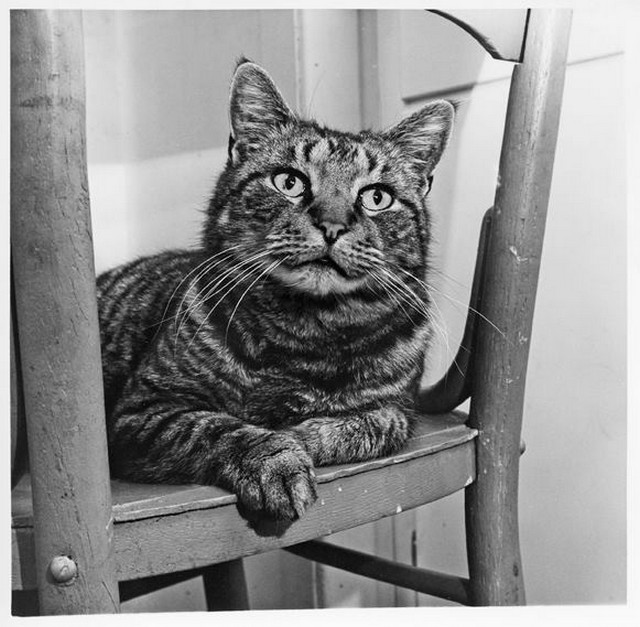 Уолтер Чандоха – человек, который 70 лет фотографировал кошек