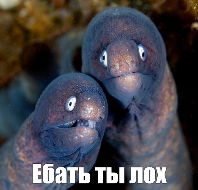 Мизантропии псто