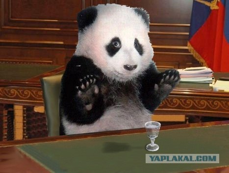 На ЯПе завис