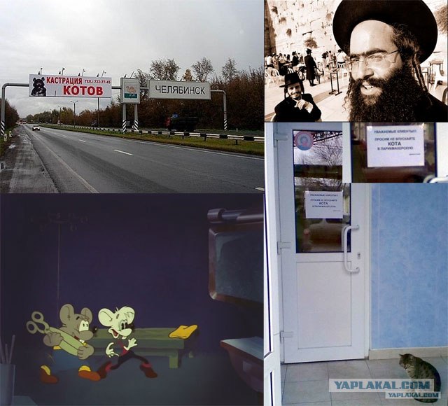 Не впускайте кота в парикхмахерскую)))