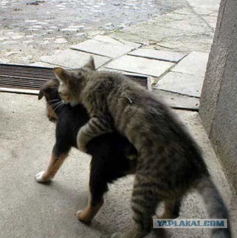 Котопес весной