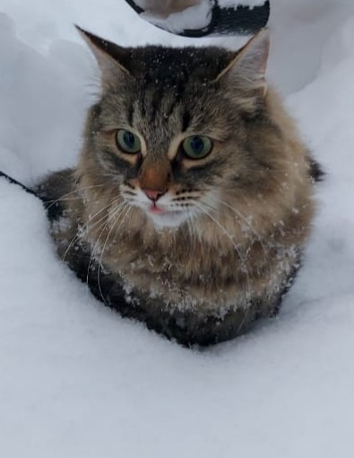 Котовторнику быть!