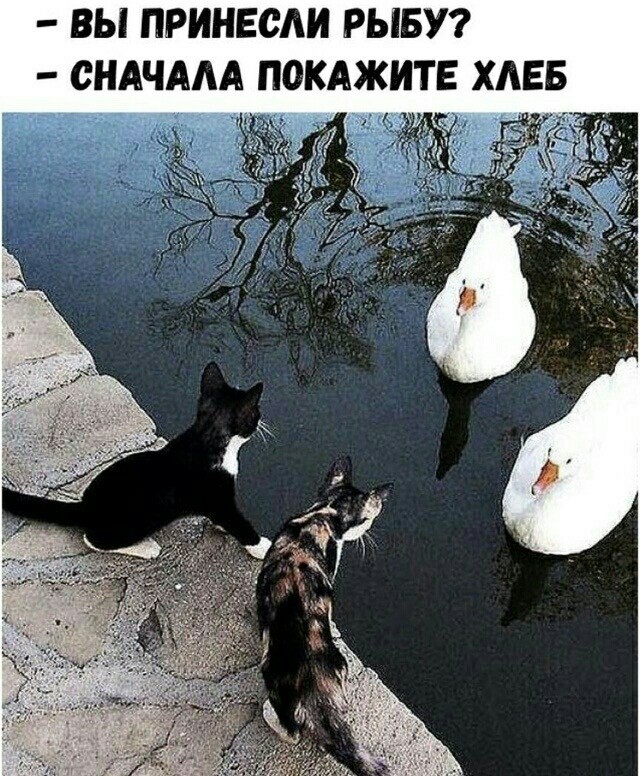 Про кота и рыбов. Теперь видеоверсия
