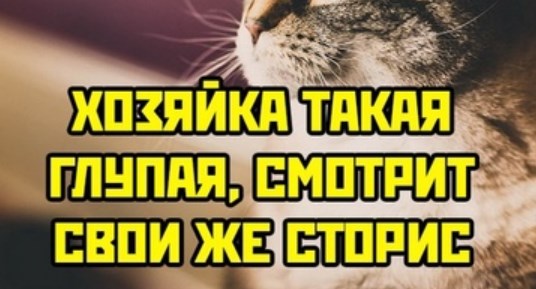 Весёлый полтишок 4.09