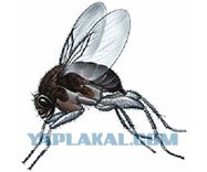 Один  день безработного во  Флориде