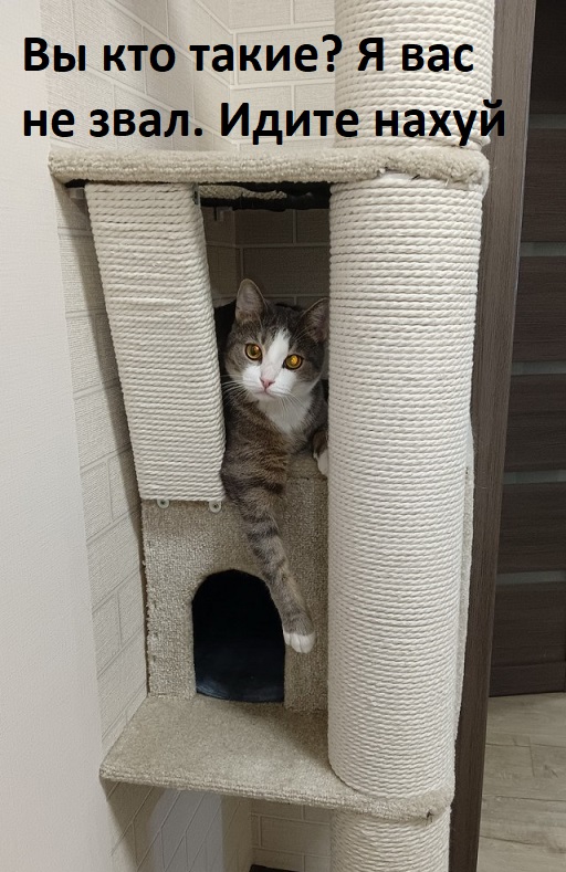 Кошкодром своими руками