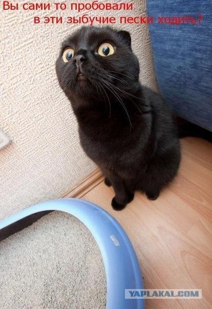 Котоюмор на ЯП. Веселые кото-картинки!