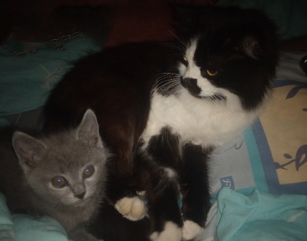 Котовторнику посвящается