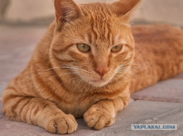 Котейкин не виноват