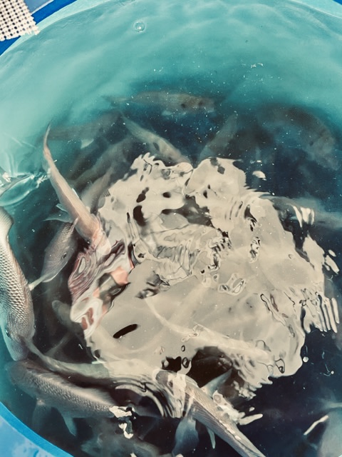 Опять про рыбалку. 36 часов