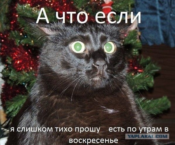 Мои мейн куны