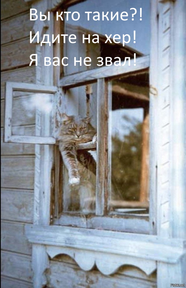 Коты деревенской породы