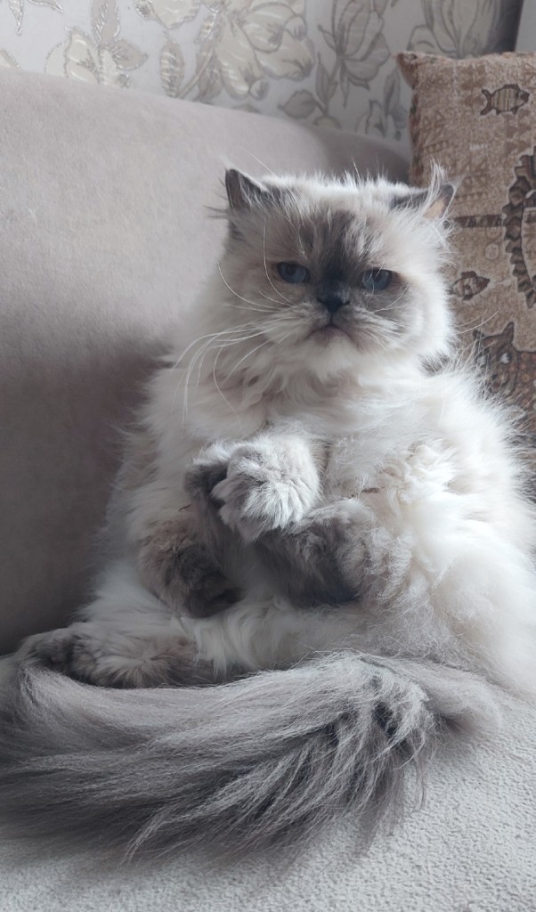 17 лет Коту ( примерно)