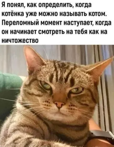 Котямбосы
