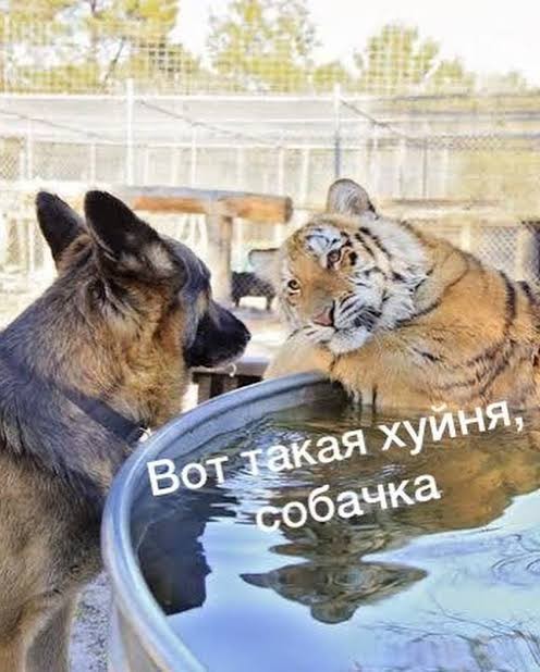Путин удивился темпам роста телефонного мошенничества в России
