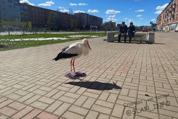 Одинокого аиста заметили в Сланцах