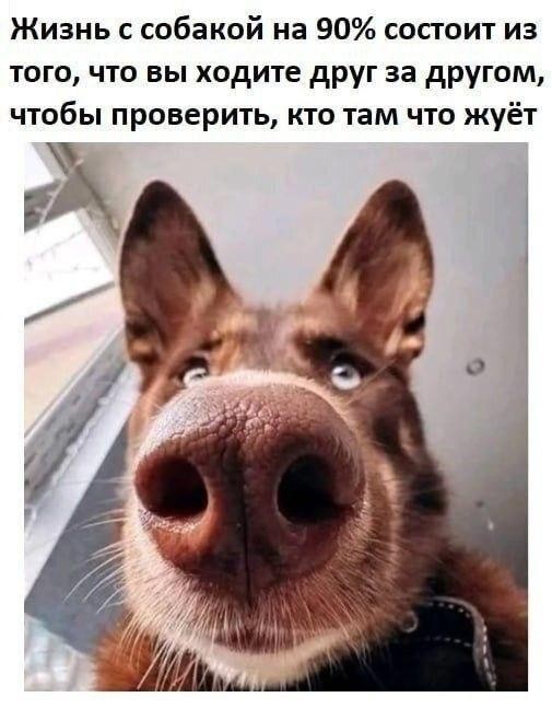 Картинки для деградации 244 (разной степени свежести)
