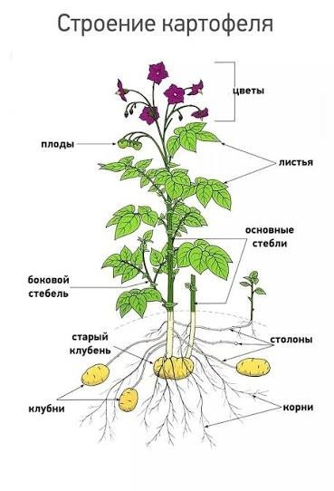 Почему арахис цветёт над землёй, а плоды прячет под землю