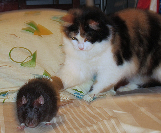 Котовторник 17.09.2013