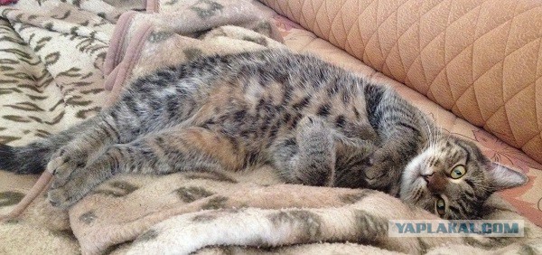 Котовторник  28.01.14