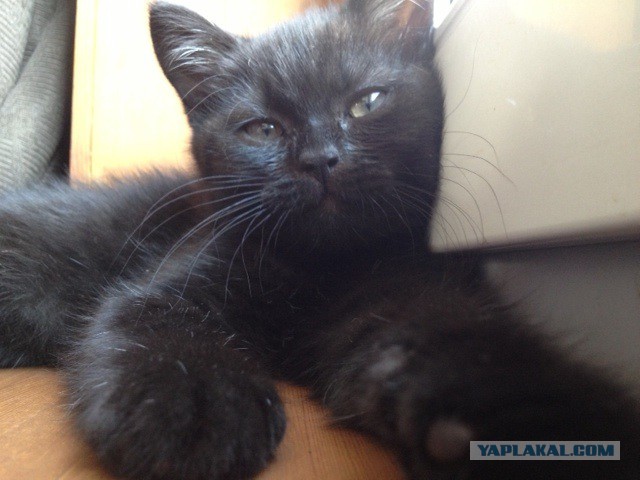 Котовторник 22.07.14