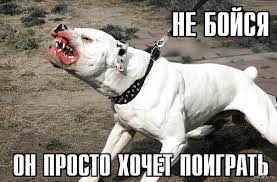 Кормит бультерьера