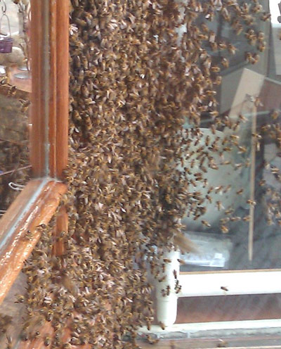 Нападение роя пчел на кондитерский магазин