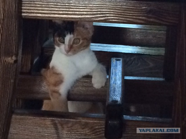 Котовторник 09.09.2014
