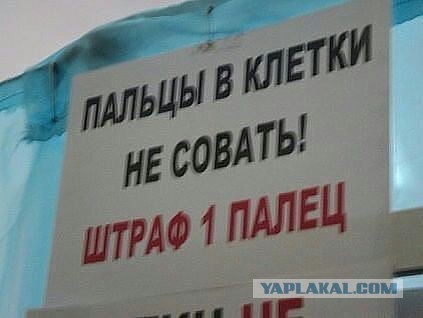 Весёлое из сети
