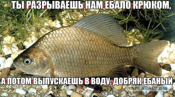 В Карелии рыбак поймал огромную щуку