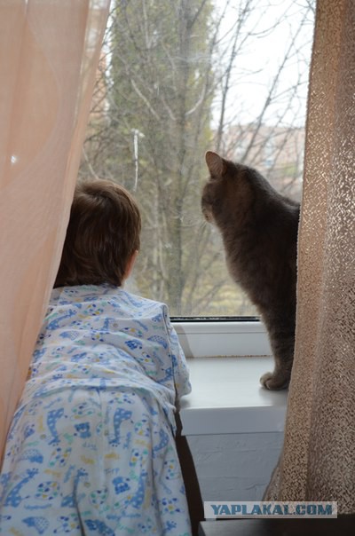 Котовторник  27.10.2015