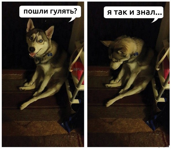 Приколы из сети