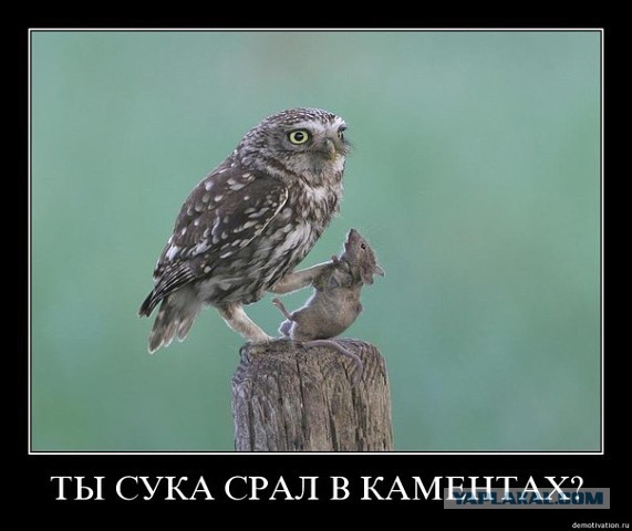 Подборка прикольных фото на пятницу