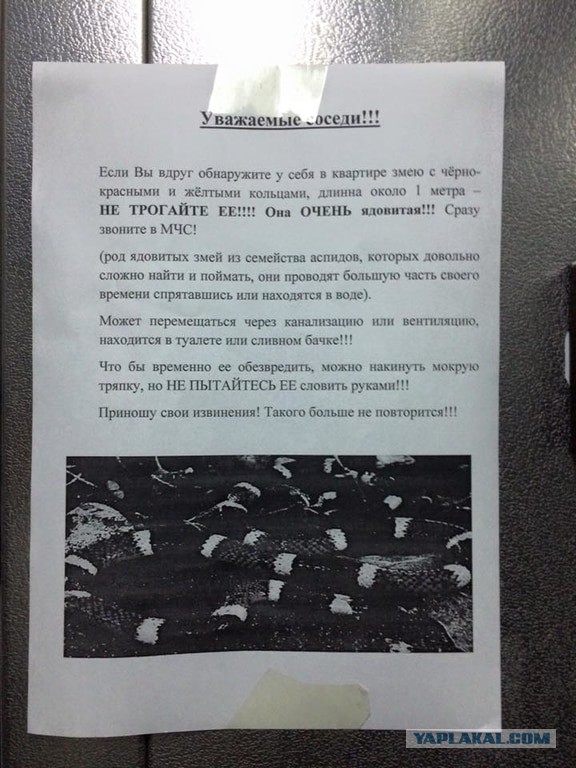 В Тольятти кобра убила хозяина во время кормления
