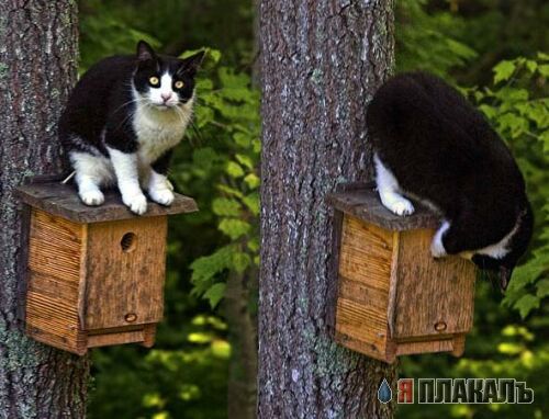 Коты, кошки, котята