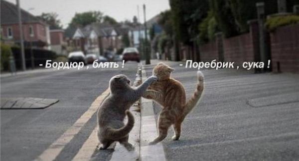 Питерцы! Вот он, настоящий ПОРЕБРИК! а у вас там БОРДЮРЫ!