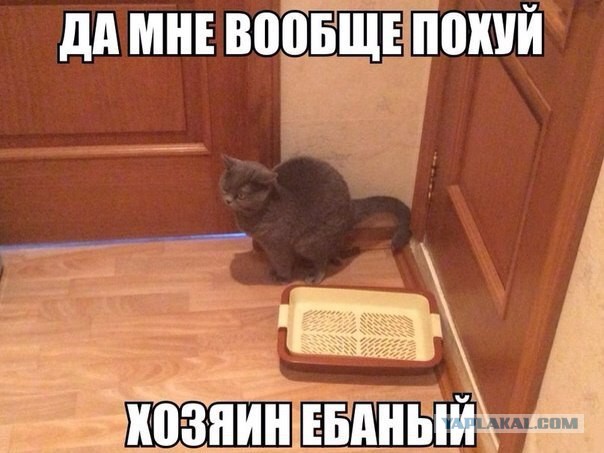 Картинки из ваших этих итернетов...2