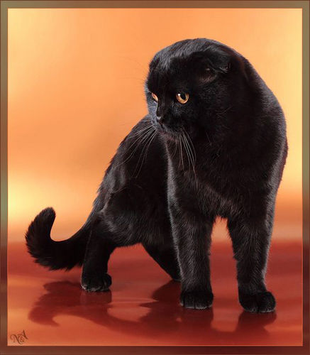 Котовторник!