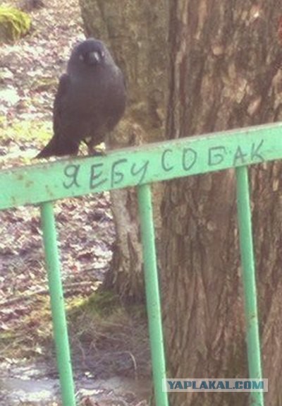 Комментарии иностранцев