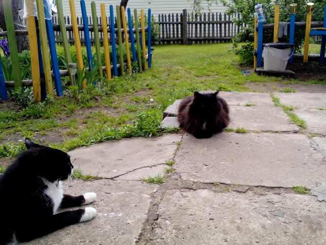 Котовторник 21.06.16