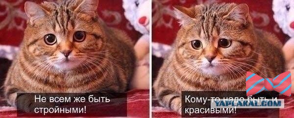 Картинки. 50 шт.