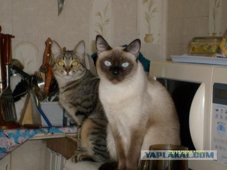 Котовторник  31.01.2017