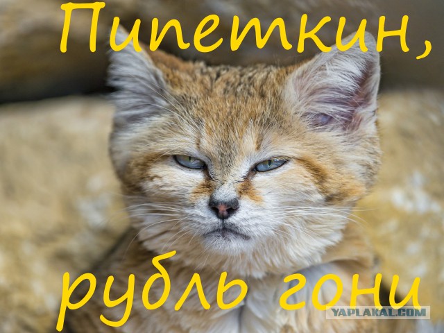 Даже когда взрослеют, эти кошки выглядят как котята. И их котята тоже выглядят как котята