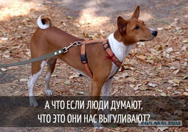 Забавные мысли, которые наверняка посещали каждую собаку