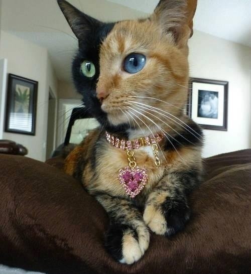 Коты и Кошки