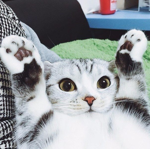 Коты и Кошки