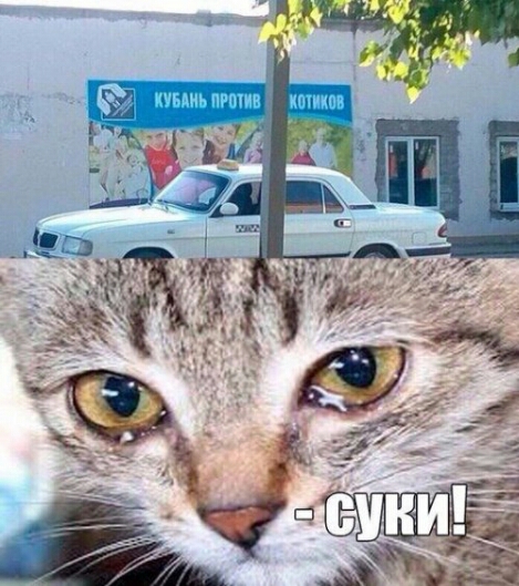 Картинки прикольные 25шт