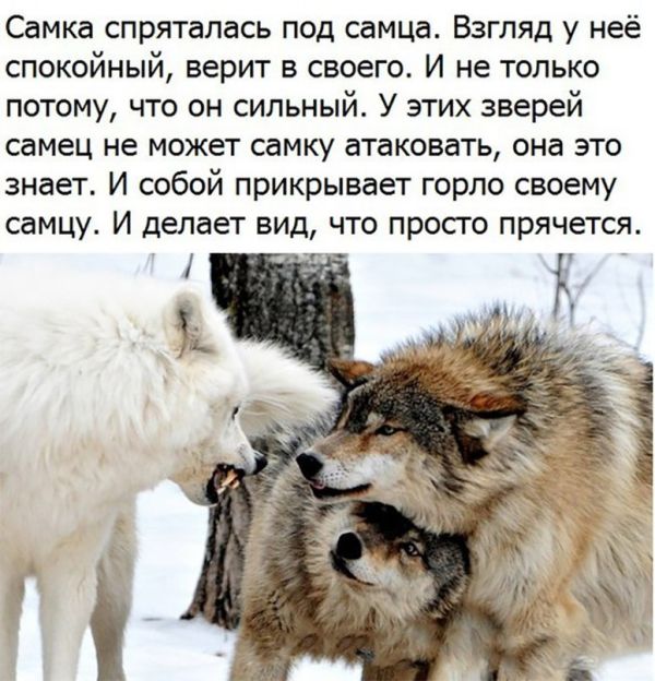 Живность из сети