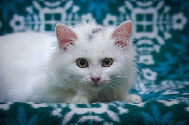 Коты и Кошки