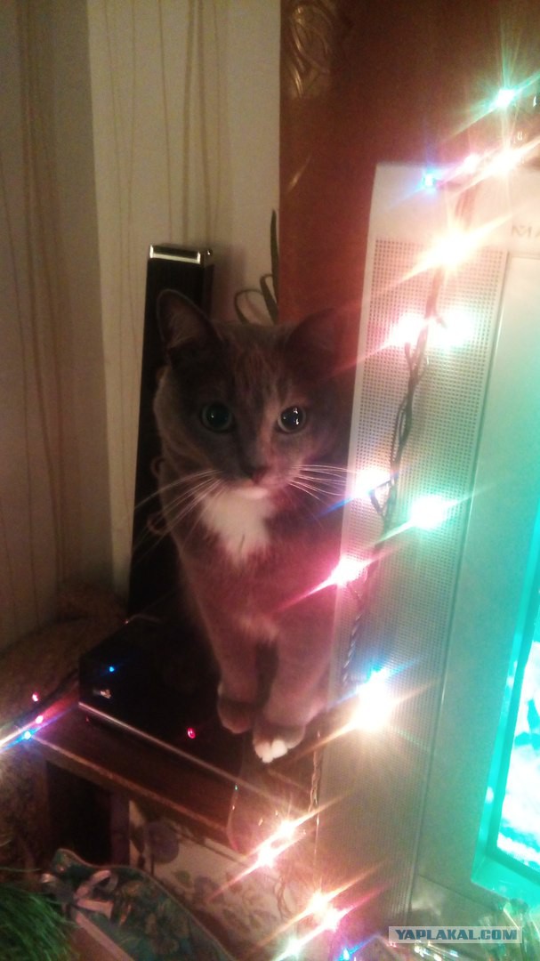 Котовторник 9.01.2018